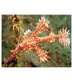 Solenostomus paradoxus