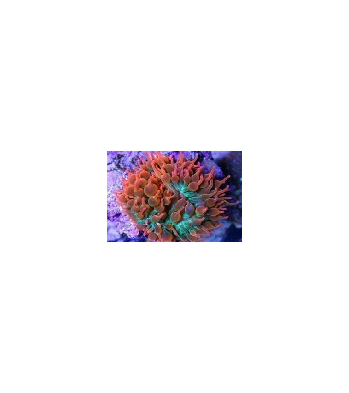 Entacmaea quadricolor red green