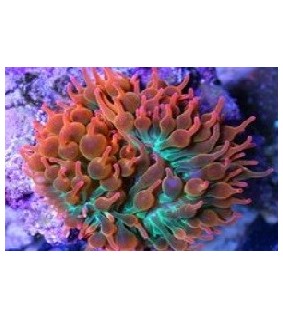 Entacmaea quadricolor red green