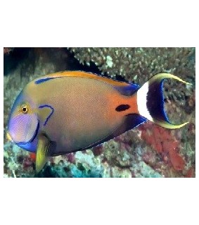 Acanthurus Fowleri