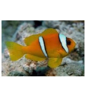 Amphiprion Bicinctus