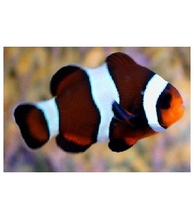 Amphiprion ocellaris brown