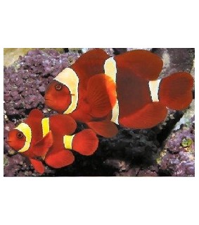 Premnas Biaculeatus Goldstripe