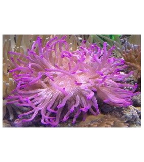 Macrodactyla Doreensis (Lila)