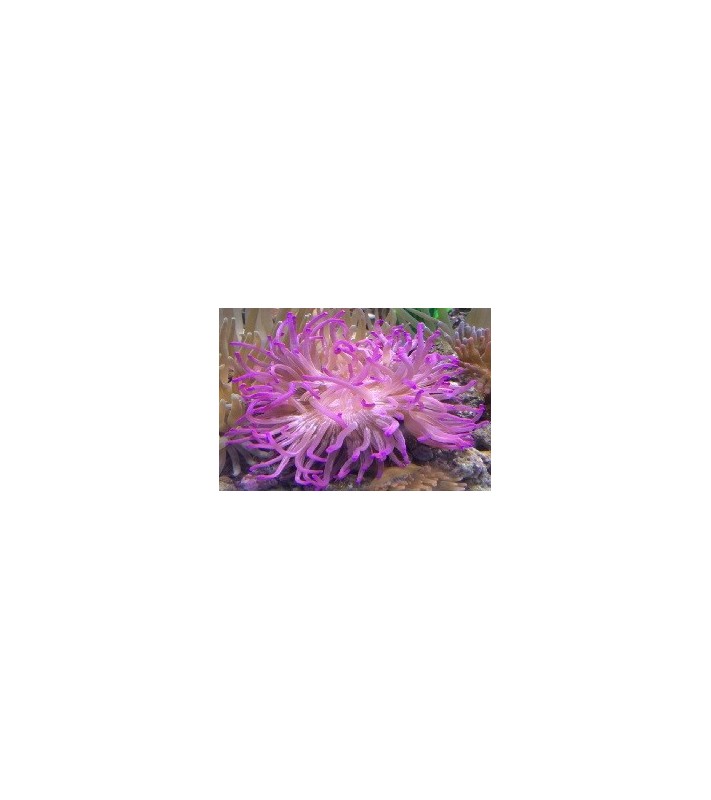 Macrodactyla Doreensis (Lila)