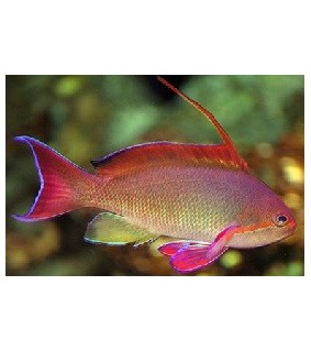 Pseudanthias squamipinnis Male
