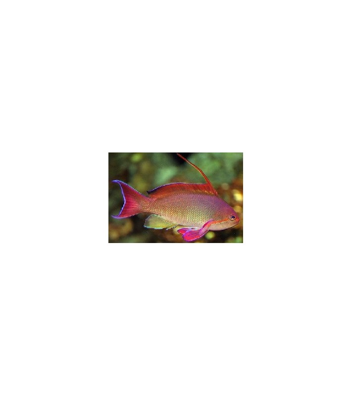 Pseudanthias squamipinnis Male