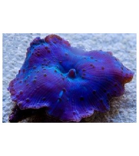 Discosoma sp. blue