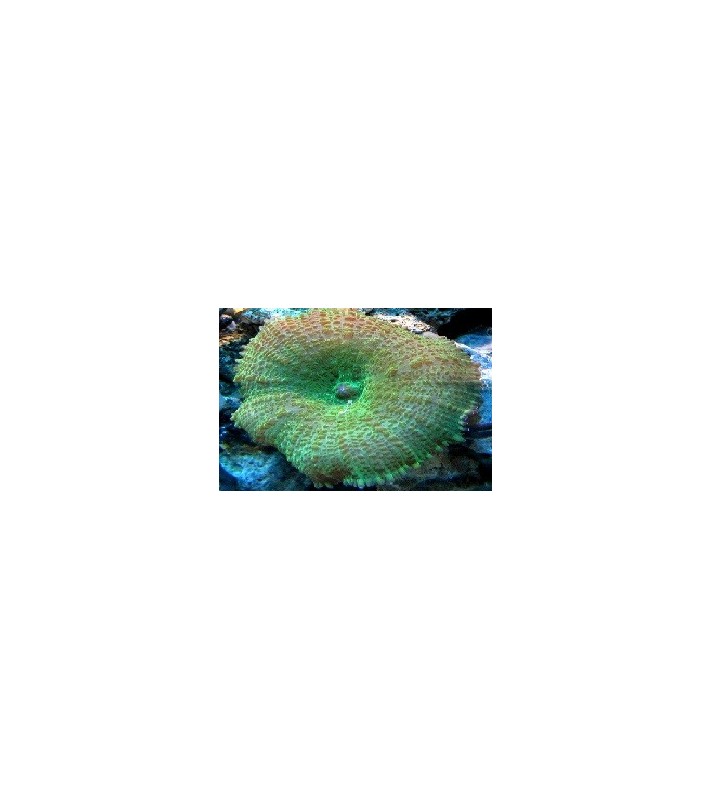 Discosoma sp. blue