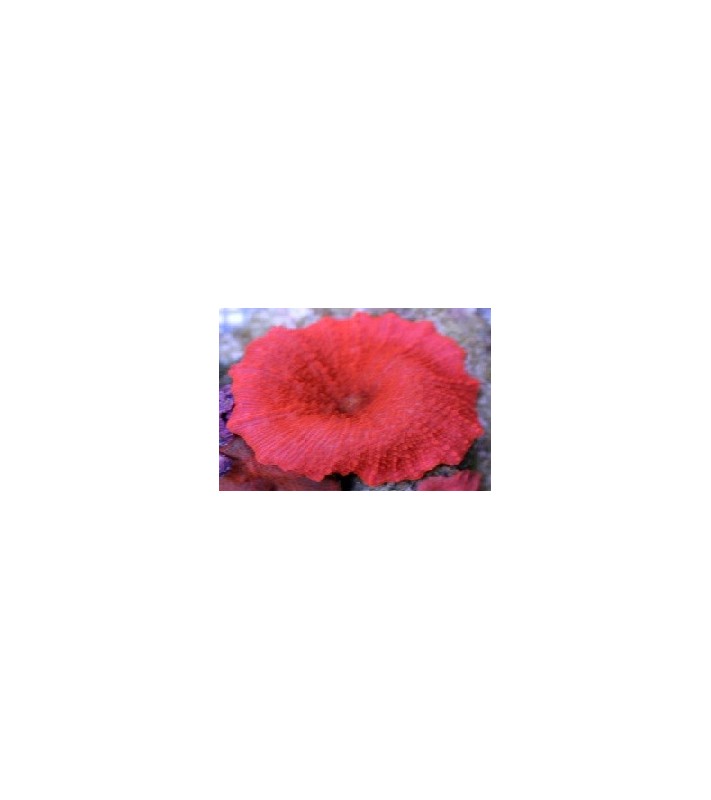 Discosoma sp. red