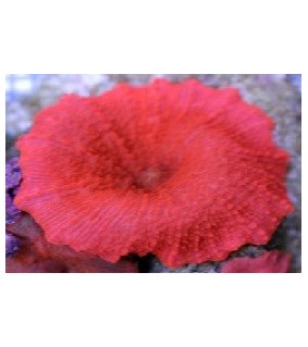 Discosoma sp. red