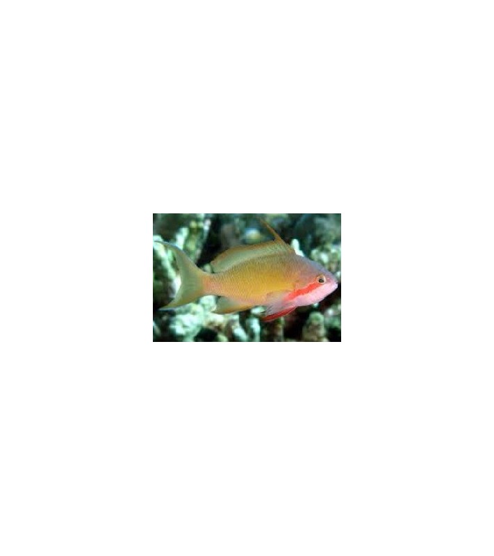Pseudanthias huchtii Male