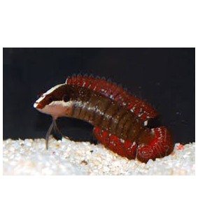 Belonepterygion fasciolatum