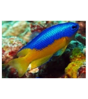 Pomacentrus auriventris