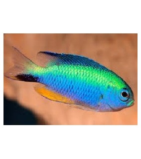Pomacentrus alleni