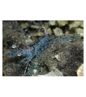 Heteropenaeus longimanus