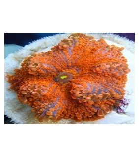 Ricordea yuma Orange