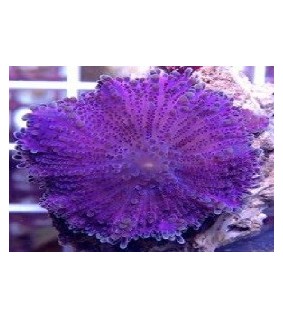 Ricordea yuma Violet