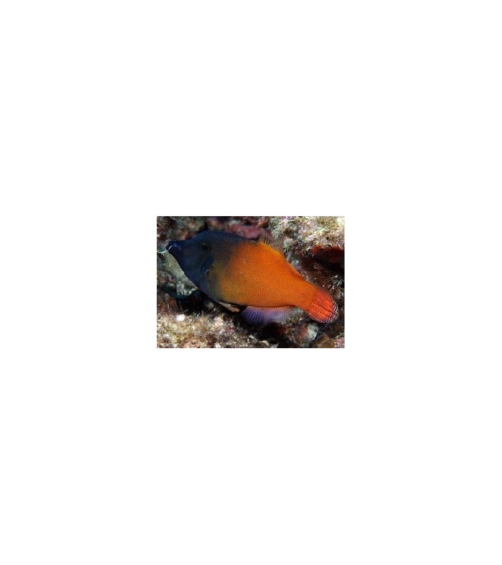 Pervagor melanocephalus