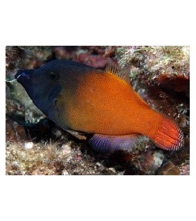 Pervagor melanocephalus