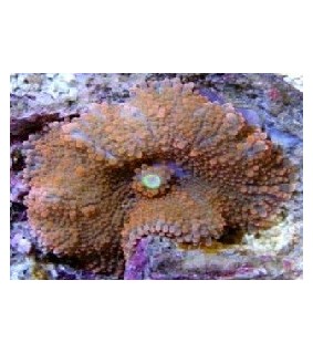 Ricordea yuma Orange sp.