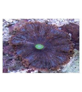 Ricordea yuma Green/Violet