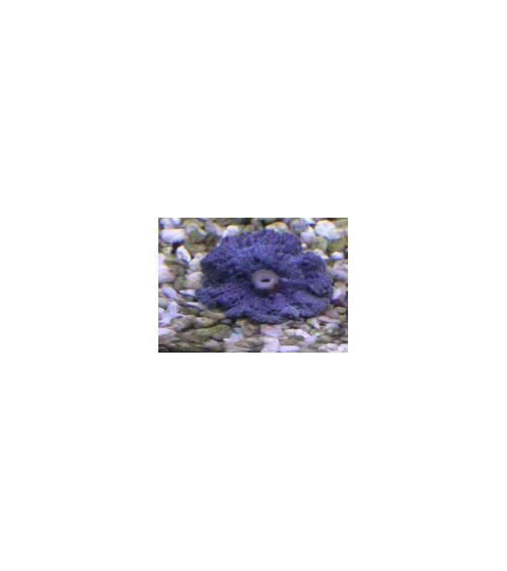 Ricordea yuma blue