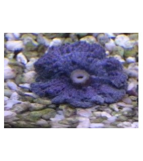 Ricordea yuma Green/Violet