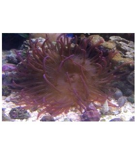 Heteractis malu purple