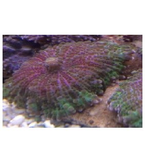 Ricordea yuma Red/green