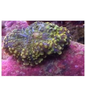 Ricordea yuma Green/Violet