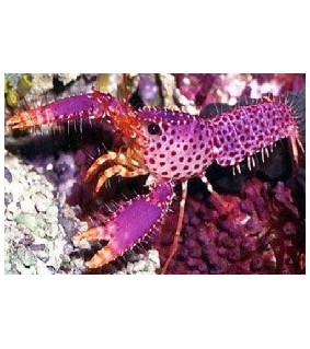 Enoplometopus Debelius