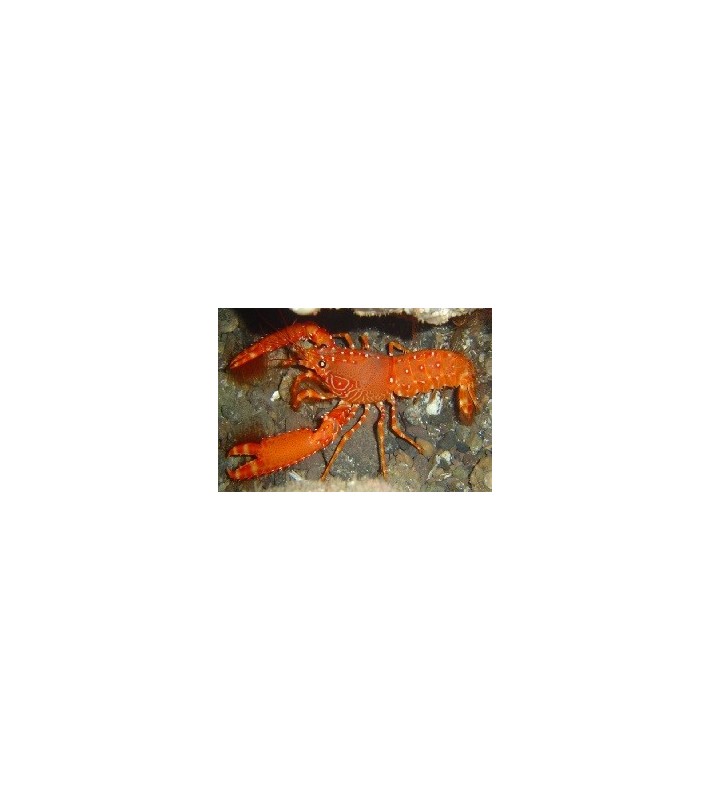 Enoplometopus Debelius
