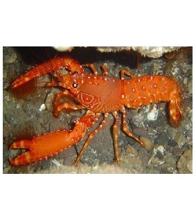 Enoplometopus Debelius