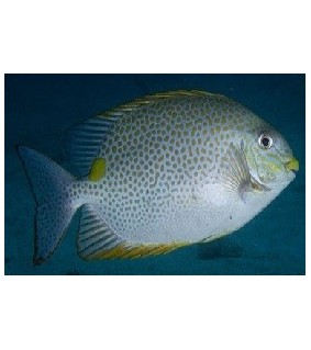 Enoplometopus Debelius