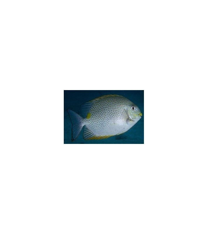 Enoplometopus Debelius