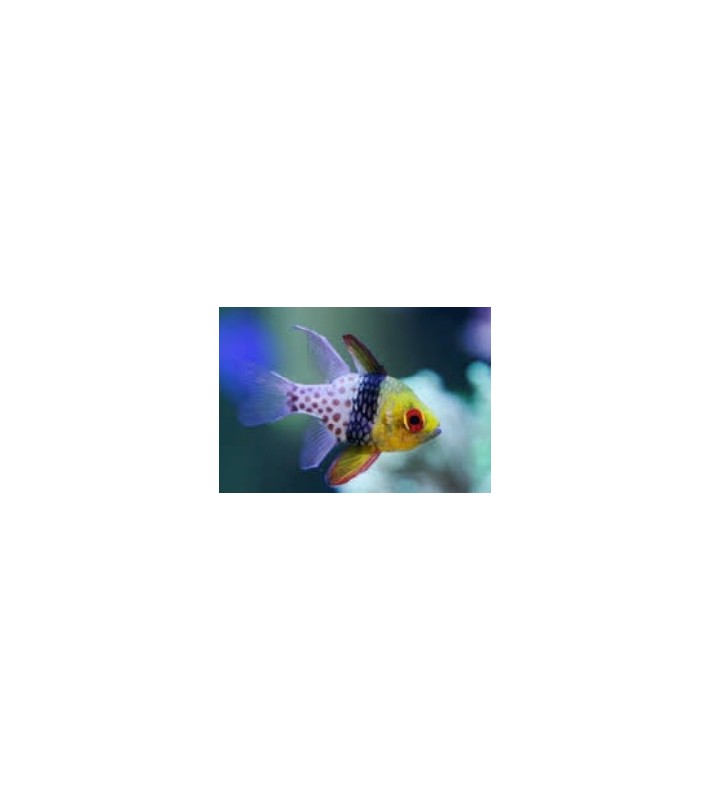 Sphaeramia Nematoptera