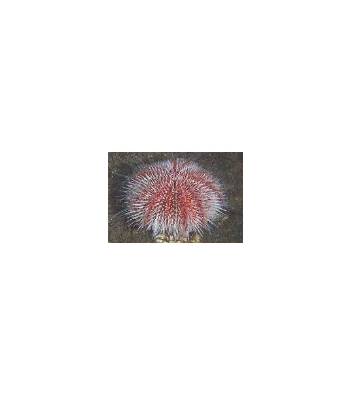 Echinus Esculentus
