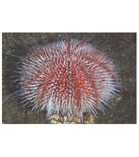 Echinus Esculentus