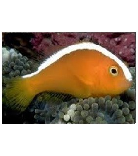 Amphiprion sandaracinos