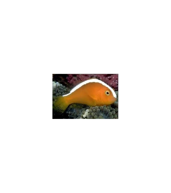 Amphiprion Perideraion