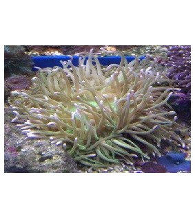 Heteractis malu (green)