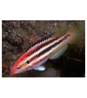 Bodianus izuensis