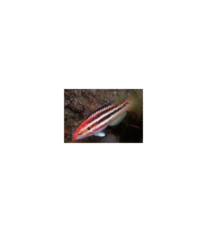 Bodianus izuensis