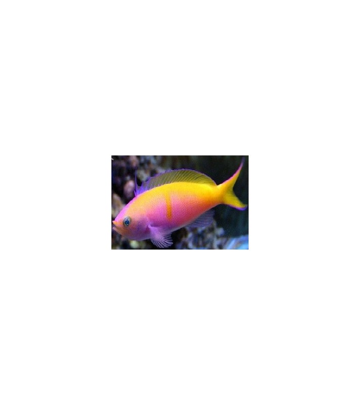 Anthias bartlettorum