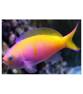 Anthias bartlettorum