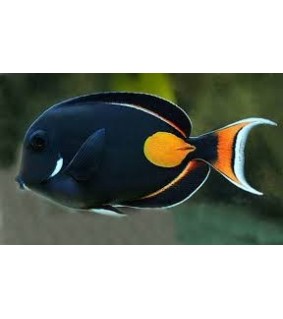 Acanthurus achilles