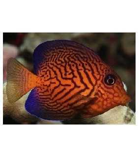 Ctenochaetus hawaiiensis