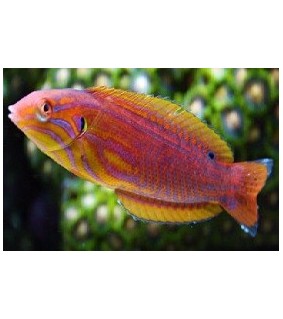 Coris venusta