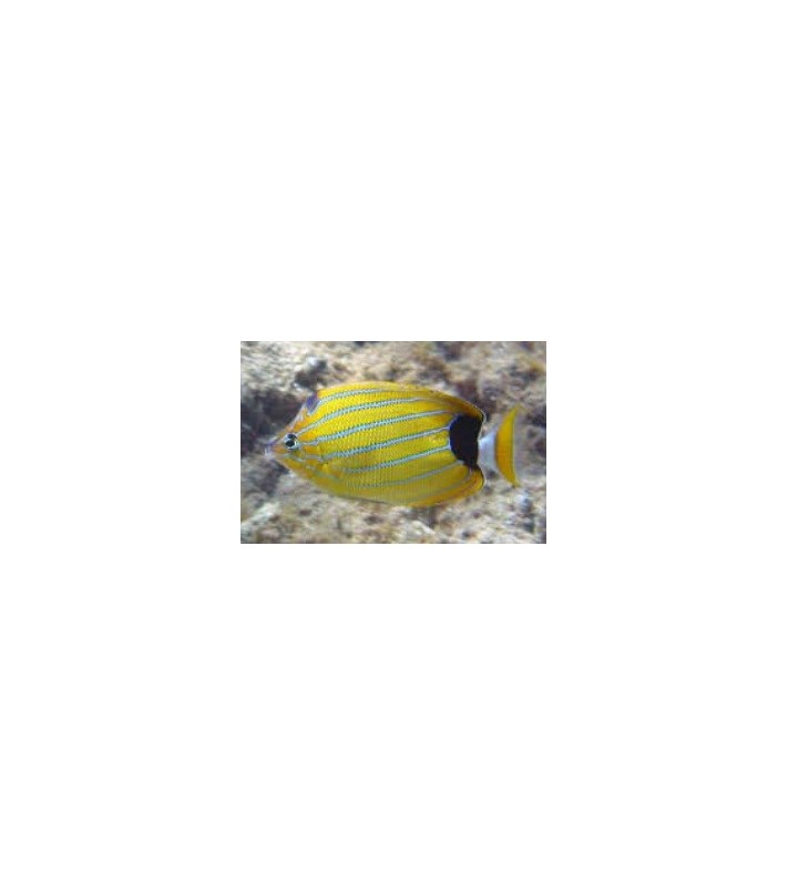 Chaetodon fremblii